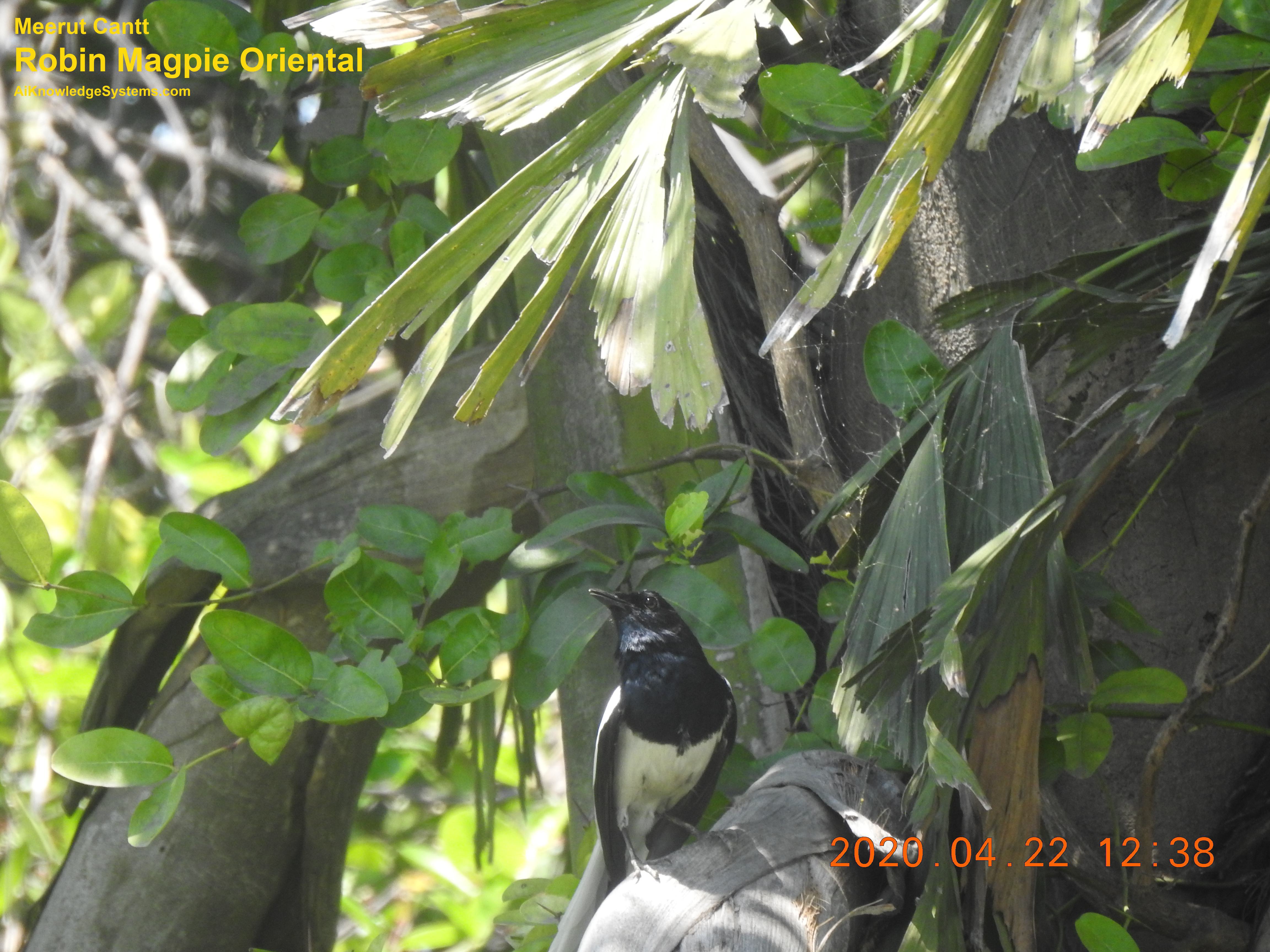 Magpie Robin (126) Coming Soon